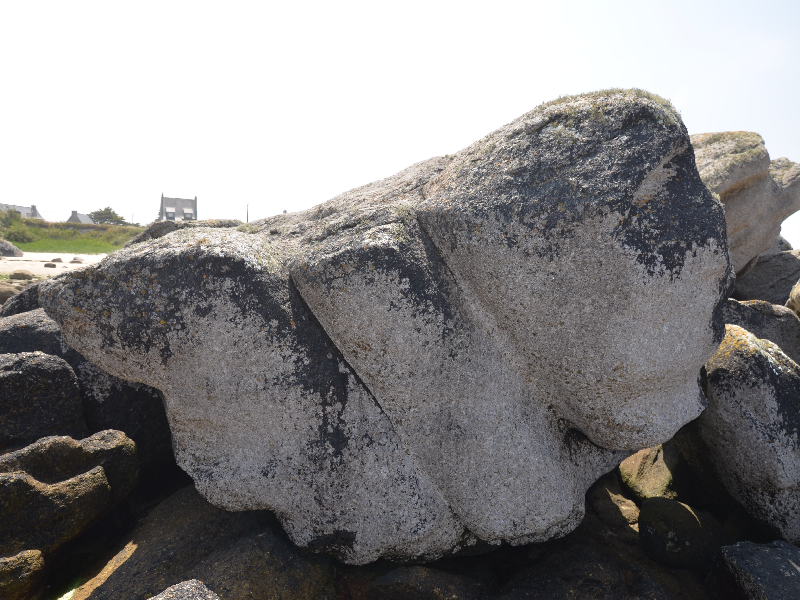 Image de Les chardons bleus