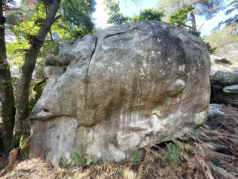 Image de Cuvier Merveille