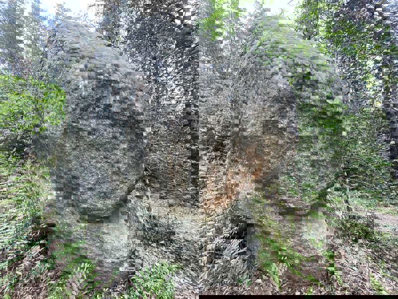 Image de Cuvier Bellevue