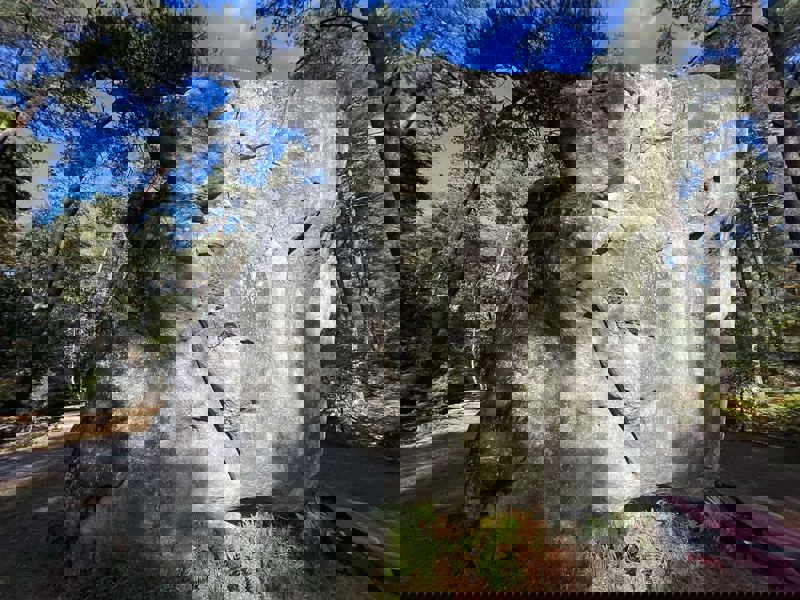 Image de Cuvier Merveille